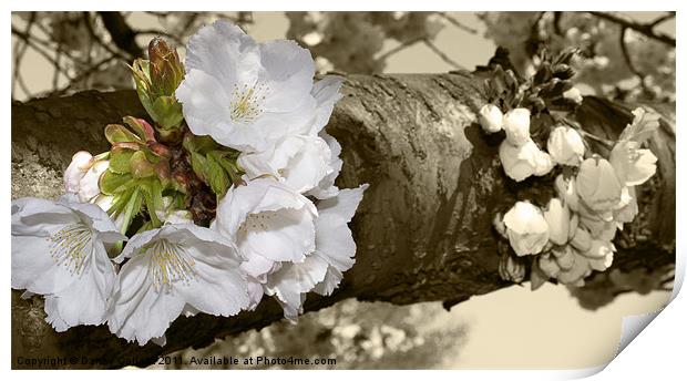 Cherry Blossom in sepia Print by Danny Callcut