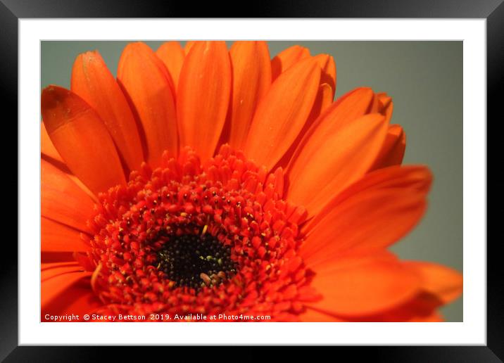    Orange Gerbera  Framed Mounted Print by Stacey Bettson