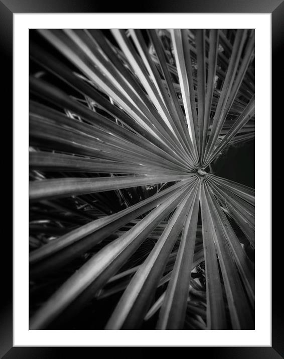 Majestic Palm Leaf Framed Mounted Print by Beryl Curran