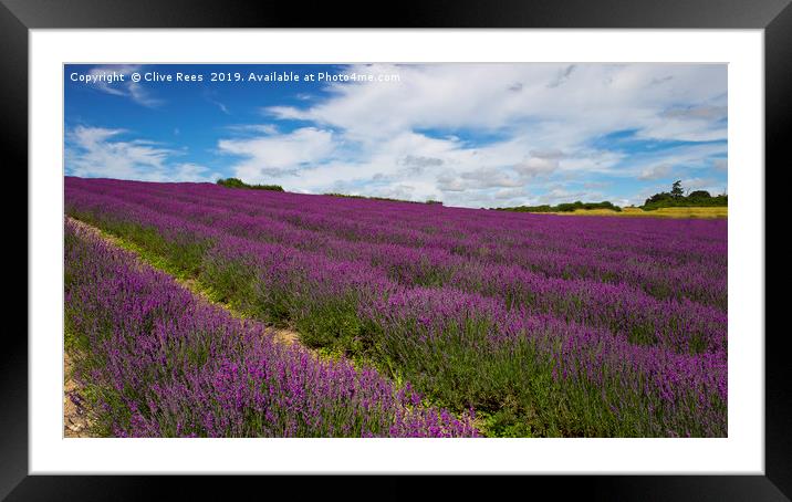 Field of Lavender Framed Mounted Print by Clive Rees