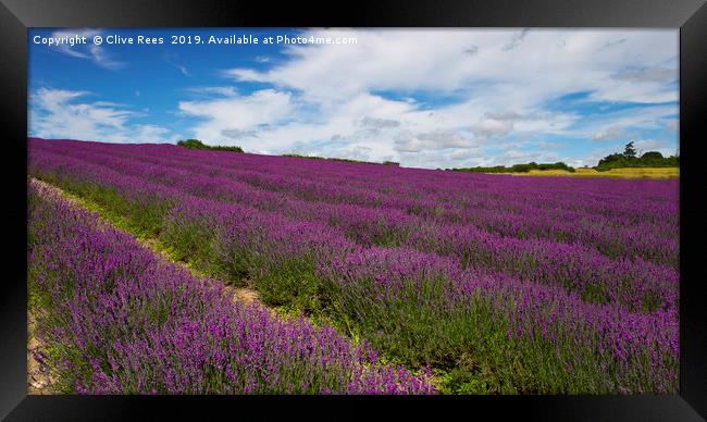 Field of Lavender Framed Print by Clive Rees