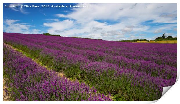 Field of Lavender Print by Clive Rees