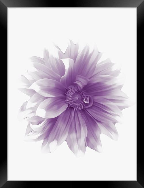 Purple Perfection Framed Print by Beryl Curran