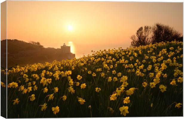 Daffodils of Sidmouth Canvas Print by David Neighbour