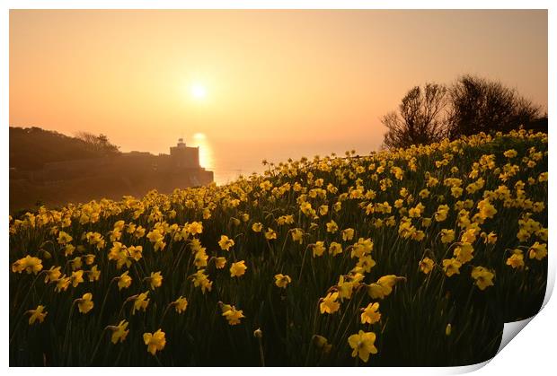 Daffodils of Sidmouth Print by David Neighbour