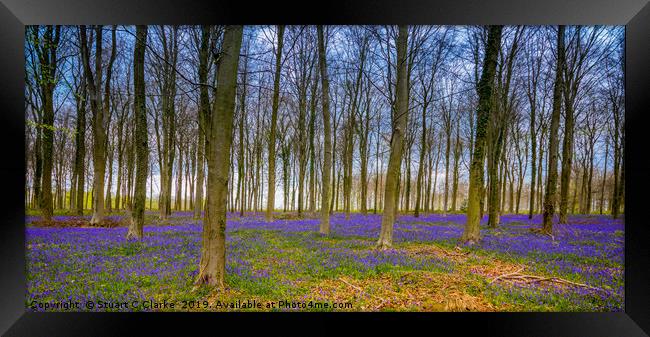 Bluebell Woods, West Sussex Framed Print by Stuart C Clarke