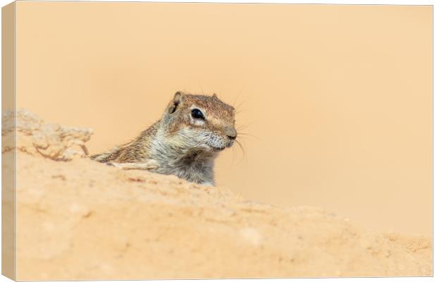  Barbary ground squirrel  Canvas Print by chris smith