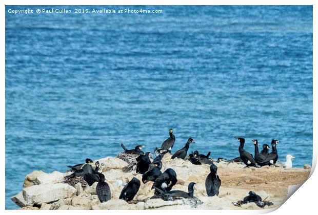 Cormorants  Print by Paul Cullen