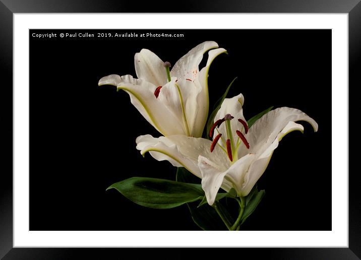 Lilies Framed Mounted Print by Paul Cullen