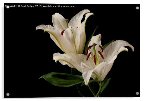 Lilies Acrylic by Paul Cullen