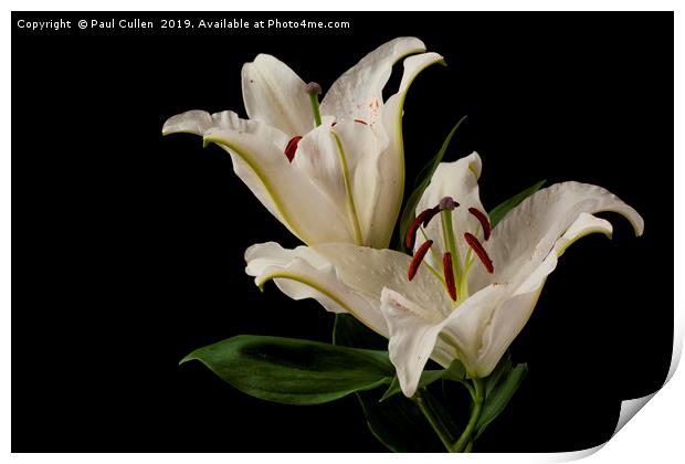 Lilies Print by Paul Cullen