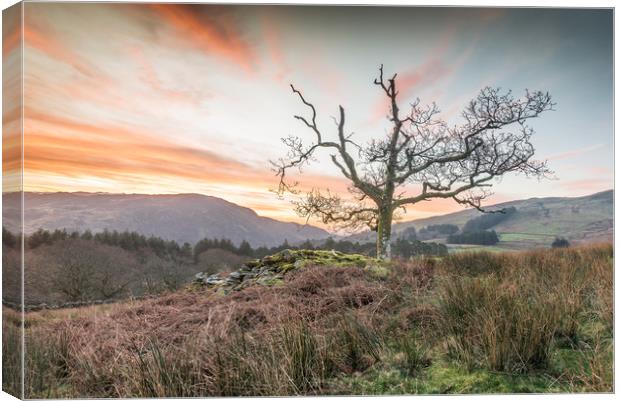 Favourite tree Canvas Print by Jonathon barnett