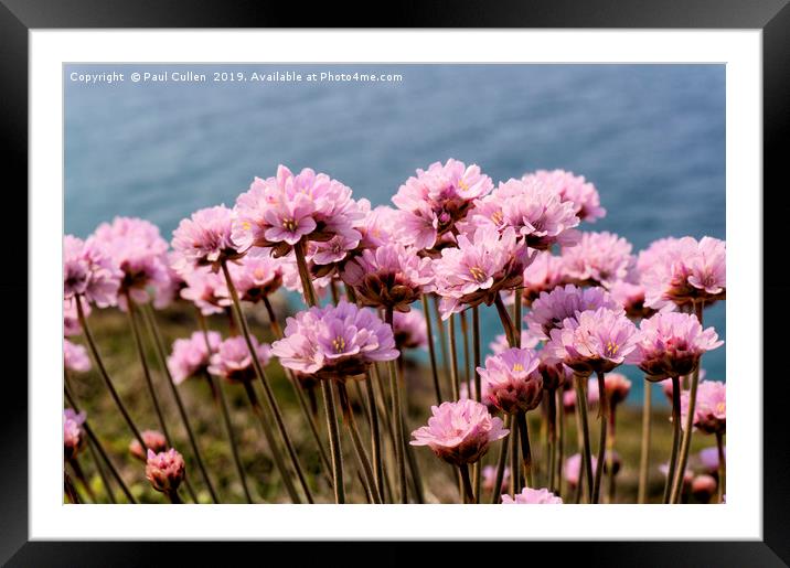 Sea Thrift Flowers Framed Mounted Print by Paul Cullen