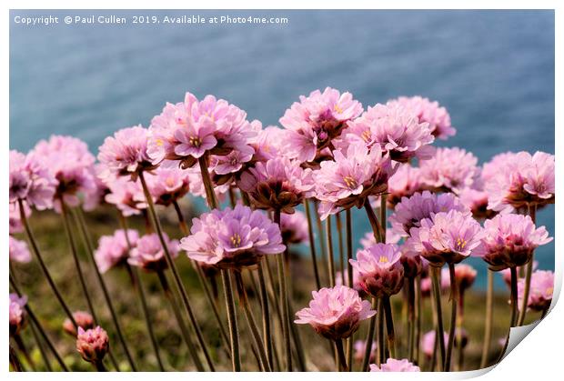 Sea Thrift Flowers Print by Paul Cullen