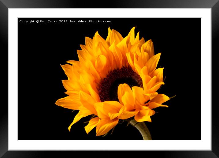 Sunflower  Framed Mounted Print by Paul Cullen
