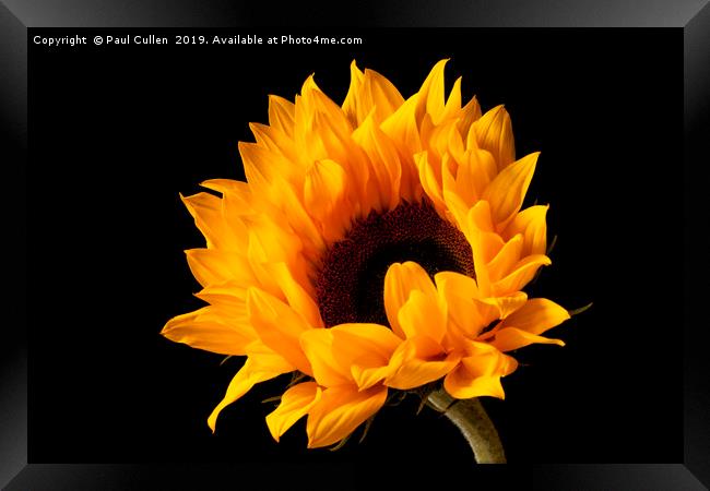 Sunflower  Framed Print by Paul Cullen