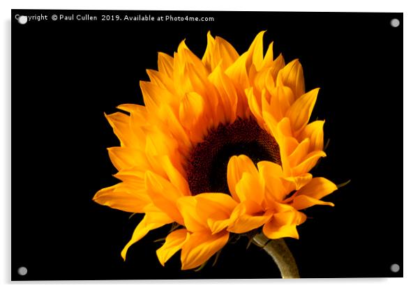 Sunflower  Acrylic by Paul Cullen