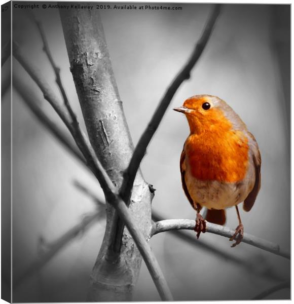 Robin in a tree Canvas Print by Anthony Kellaway