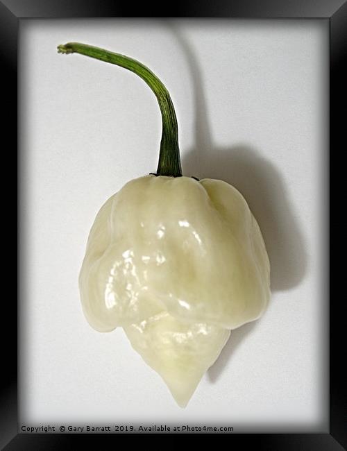 White Scorpion Pepper. Framed Print by Gary Barratt