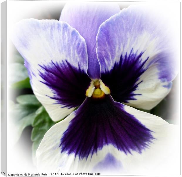 deep purple on white pansy Canvas Print by Marinela Feier