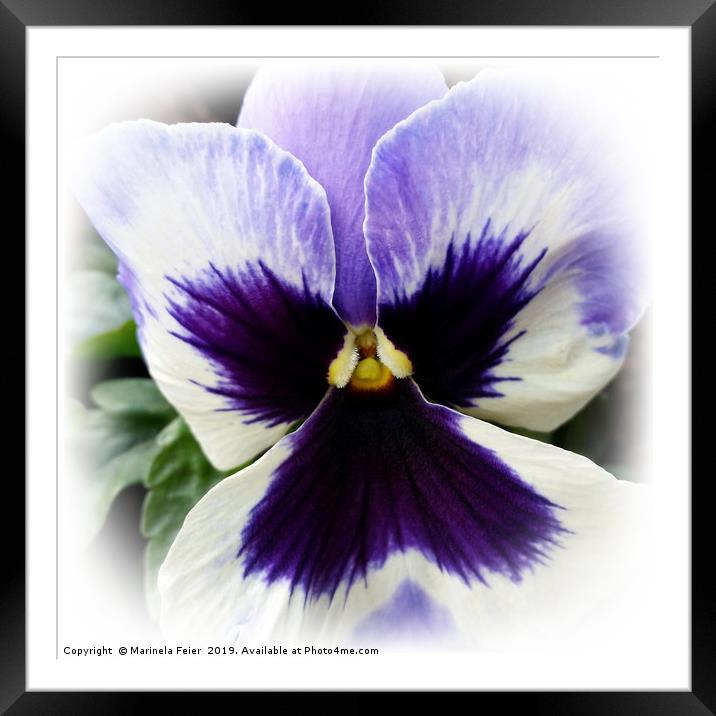 deep purple on white pansy Framed Mounted Print by Marinela Feier