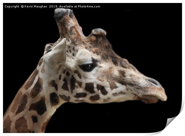 Majestic Giraffe close-up Print by Kevin Maughan