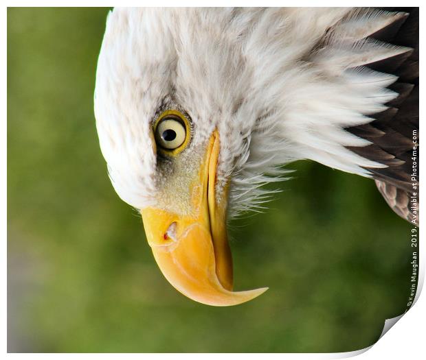 Intense Gaze of the Bald Eagle Print by Kevin Maughan
