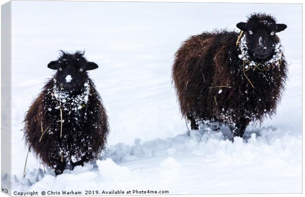 Two black sheep in the snow Canvas Print by Chris Warham