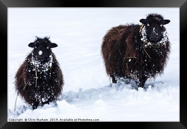 Two black sheep in the snow Framed Print by Chris Warham