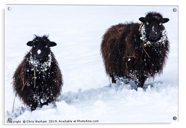 Two black sheep in the snow Acrylic by Chris Warham