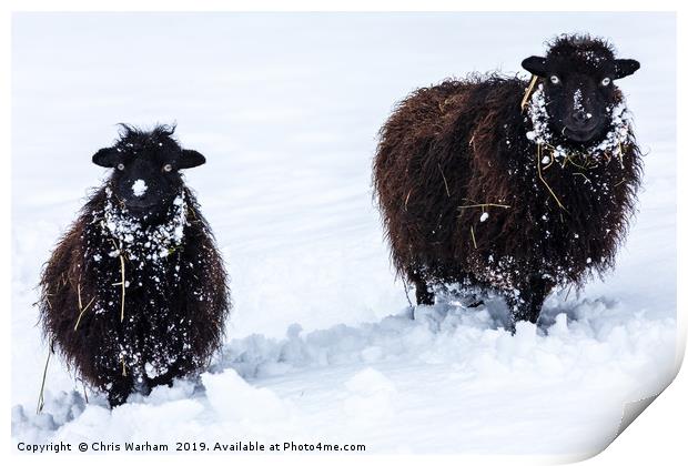 Two black sheep in the snow Print by Chris Warham
