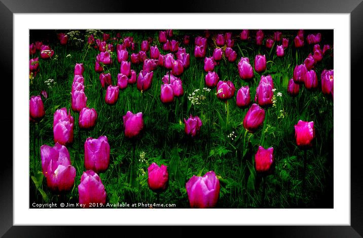 Tulips Abstract Framed Mounted Print by Jim Key