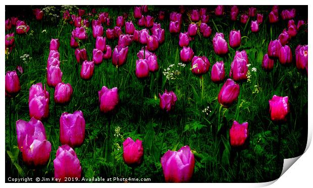 Tulips Abstract Print by Jim Key