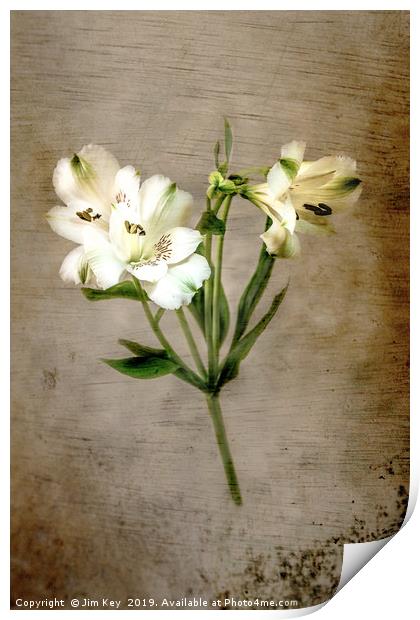 White Lily Print by Jim Key