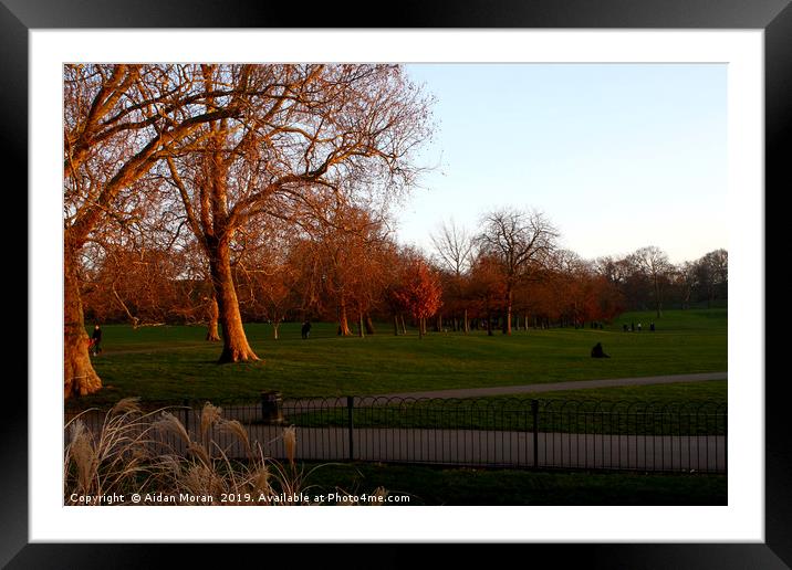 Greenwich Park at Sunset, London, England   Framed Mounted Print by Aidan Moran