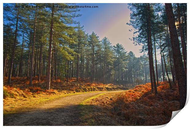 Sun rays through Sandford Forest Dorset Print by Will Badman