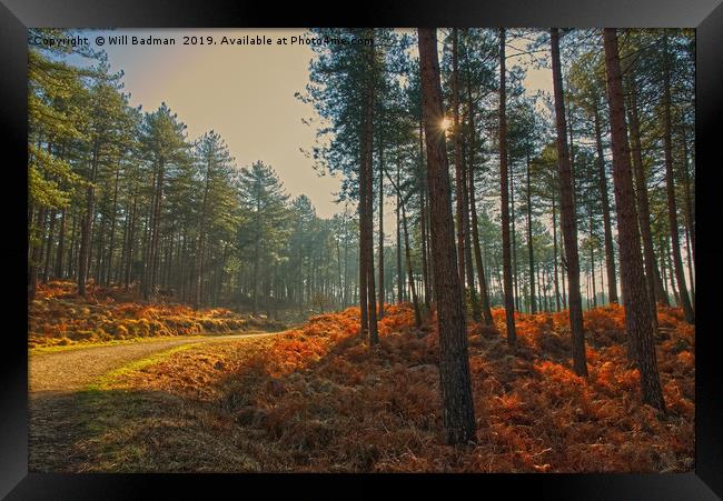 Sun rays through Sandford Forest Dorset Framed Print by Will Badman