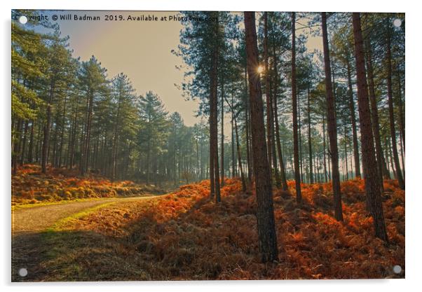 Sun rays through Sandford Forest Dorset Acrylic by Will Badman