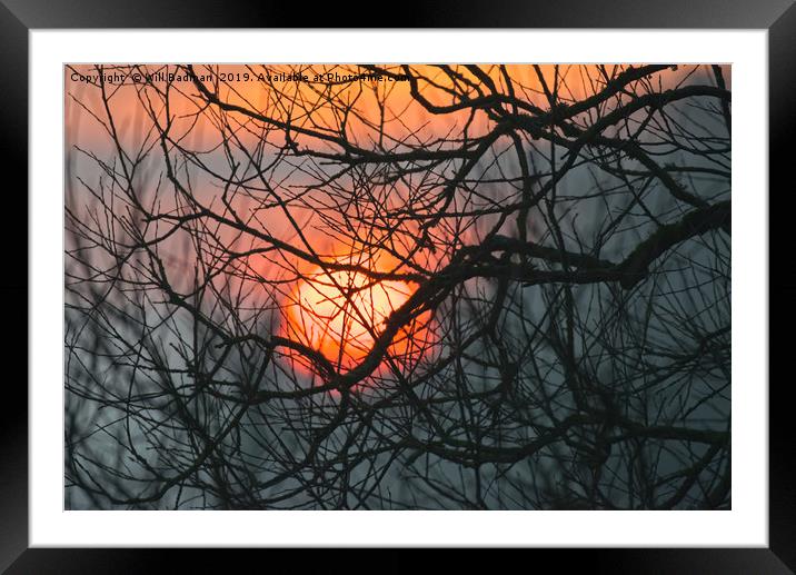Sunrise behind the trees at Hilton Heath Dorset Framed Mounted Print by Will Badman