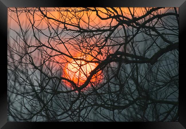 Sunrise behind the trees at Hilton Heath Dorset Framed Print by Will Badman