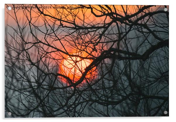 Sunrise behind the trees at Hilton Heath Dorset Acrylic by Will Badman