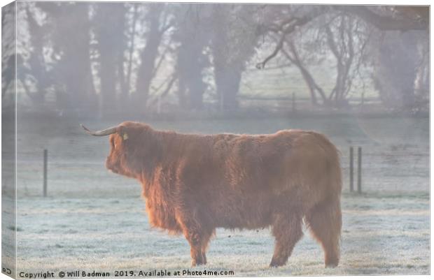 Highland Cow on a Misty Morning Canvas Print by Will Badman
