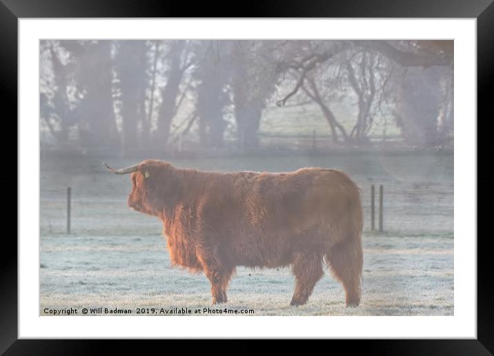 Highland Cow on a Misty Morning Framed Mounted Print by Will Badman