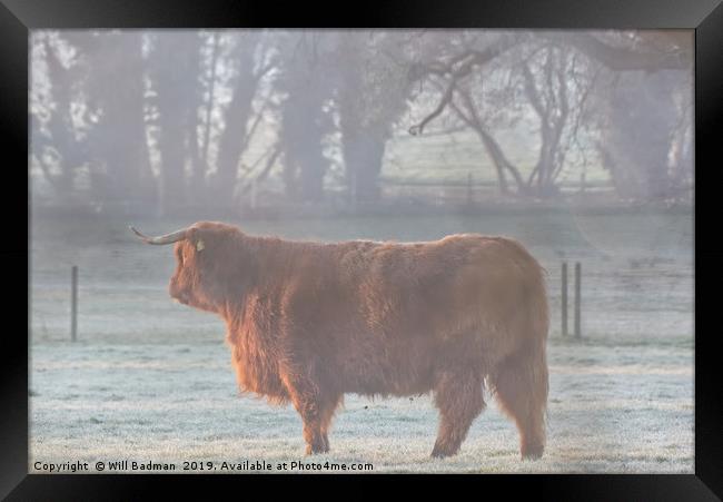 Highland Cow on a Misty Morning Framed Print by Will Badman