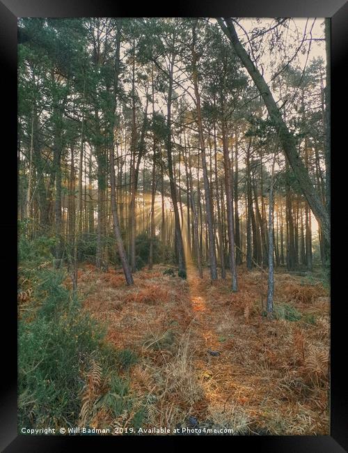 Sun rays through Holton Heath Forest Dorset Framed Print by Will Badman