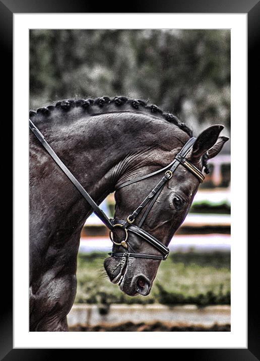 Dressage Mare Framed Mounted Print by Adrian McMillan