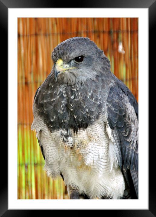 Chilean Eagle Black Chested Buzzard Eagle Framed Mounted Print by Andy Evans Photos