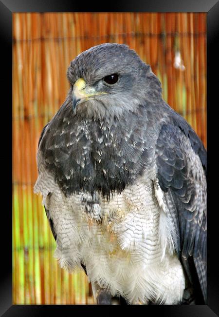 Chilean Eagle Black Chested Buzzard Eagle Framed Print by Andy Evans Photos