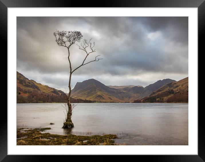 Lone Tree at Buttermere Framed Mounted Print by Tony Keogh