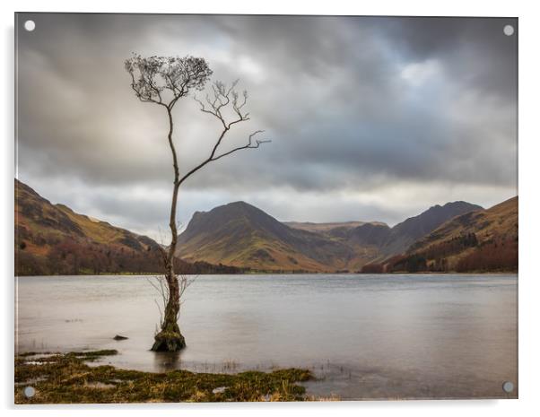 Lone Tree at Buttermere Acrylic by Tony Keogh